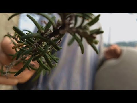 Venha DORMIR e ARREPIAR com a NATUREZA - ASMR ao AR LIVRE!