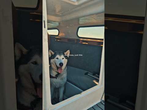 The perfect copilot🐾🌊 #shorts #dog #boat #viral #travel #trending #fyp #aesthetic #husky #explorenow