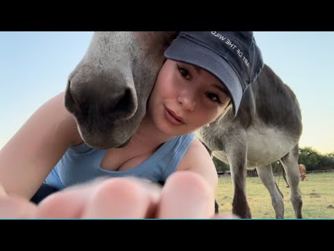 Asmr with a donkey 🐴❤️