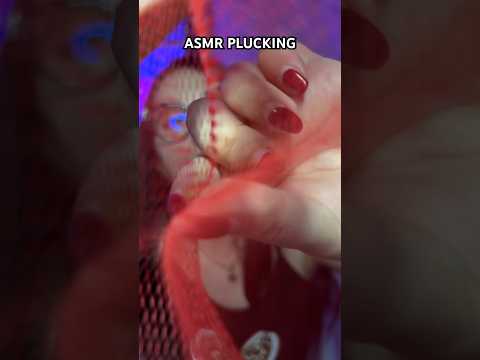 ASMR PLUCKING #asmr #visualtriggers #asmrplucking