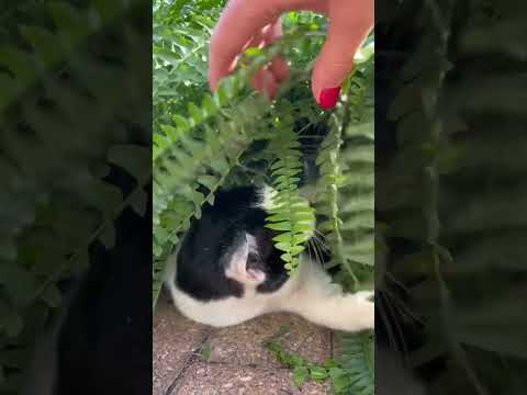 My cat Lucy tries ASMR #asmr #catvideos #asmrtriggers #funnycats #relaxingasmr