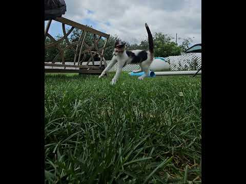#kitten #cat #play #kitten #fyp #catlife