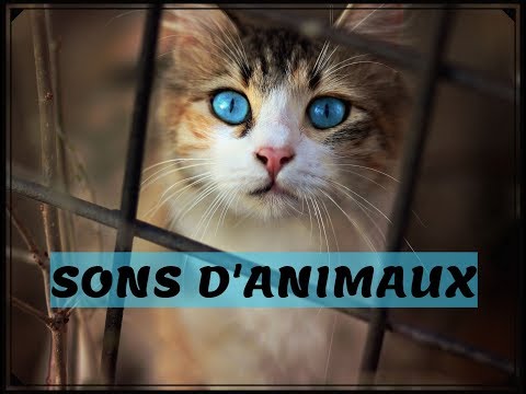SONS D’ANIMAUX en videos- pour apprendre leur cris
