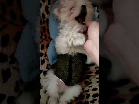 Mi pequeño bebé ❤🐶❤ #asmr #sonidosrelajantesparadormir