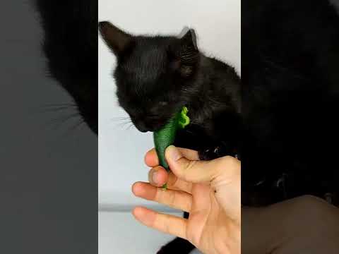My cat thinks he's a VEGAN! ASMR🥒😹