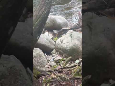 Some Relaxing ASMR 🌲 #riverside