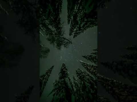 ASMR Facts More trees than stars? #shorts