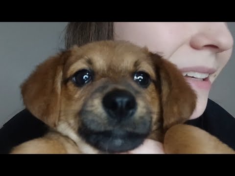 ASMR Na bebê Amora (ela amou e relaxou) 🐶❤️ ASMR COM DOG