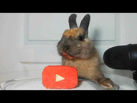 Rabbit Eating Watermelon ASMR