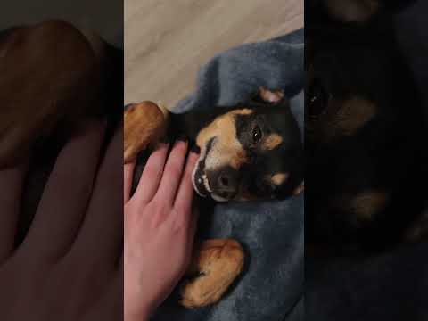 ASMR for my dog 🐶 #ASMR #asmrsounds #asmrwhisper #asmrrelaxation #asmrcommunity