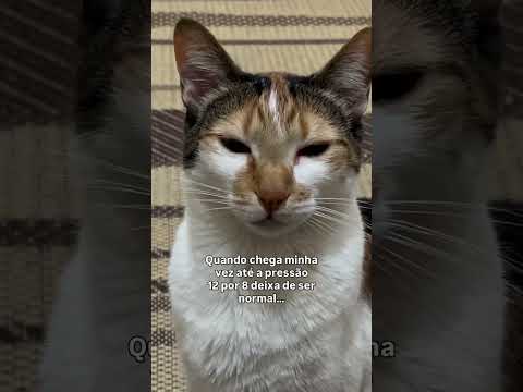 Assim não dá né  #cat #gateiraporamor #gatos #petsfofinhos #gatinhaestrelinha #pets #gato #memes