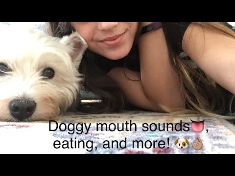 My dog attempts ASMR (funny) 🐶