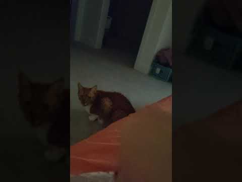 El Gato Quiere ..Casar....Jugar..y Mas #short ASMR