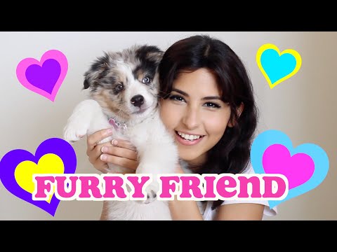 ! ضيفنا الجديد FURRY FRIEND TAG! ♥️ 🐶 Australian Shepherd Puppy !