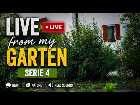 🔴 LIVE From My Garden – Series #4 🌧️ Real Rain Sounds for Sleep, Relaxation & Study