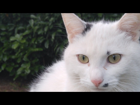 30 minutes of relaxing sounds of nature, singing birds, a few cats