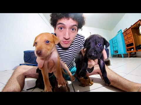 ASMR WITH PUPPIES