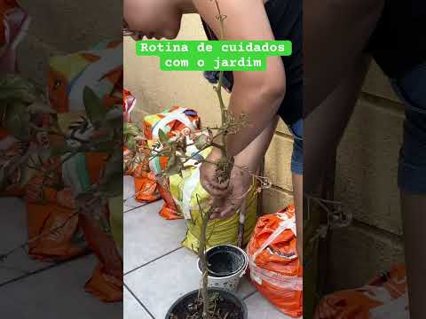 Arrancando o Tomate! 🍅 #vidanaroça