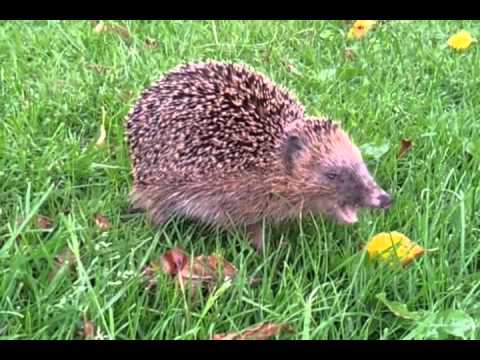HEDGEHOG ,SO CUTE !