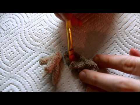 Brushing Seashells (ASMR)
