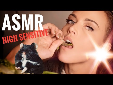 ASMR Gina Carla 🥬 Let Me (and Gundel) Stimulate Your Ears! High Sensitive!