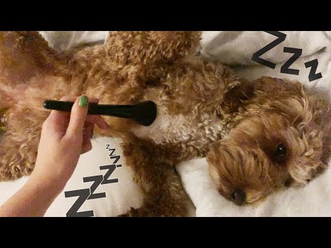 ASMR Pampering Sleepy Puppies (Whispered, Lo-Fi)