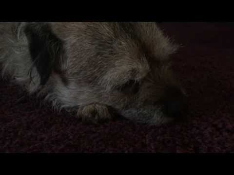 ASMR for doggies*Border Terrier▼o・ェ・o▼ a sleep with  open eyes and snoring