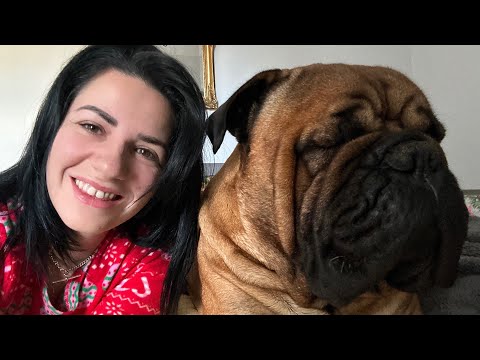 Sleepy ASMR With My Lazy Bullmastiff Puppy 🐾💙