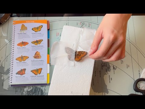 ASMR Pinning a Butterfly I Found in the Mountains (soft spoken)