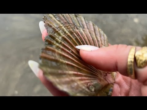 ASMR in New Zealand’s Nature 