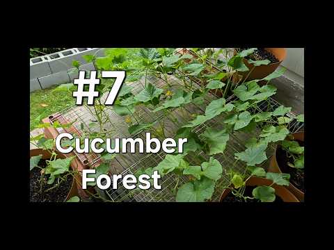 Garden 2026 Cucumber Forest (ASMR)