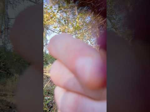 Face brushing with a flower #asmr #raeasmr #visualasmr #upclose #facebrushing