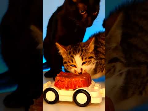 ASMR Mukbang Cats Eating Car 😻🚗