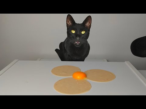 Cat eating Egg Yolk & Turkey Breast ASMR