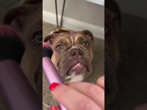 POV: Your English Bulldog loves makeup 🌷🤭 #asmr #asmrmouthsounds #englishbulldog #asmrmakeup