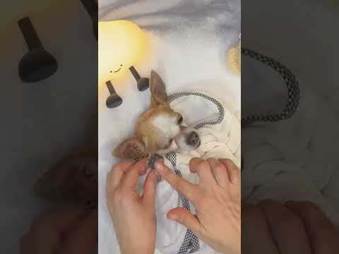Tratamiento relajante perruno #asmr #dog #pets #petlover #relax