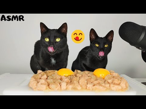 Cats eating Wet food with Egg Yolk ASMR