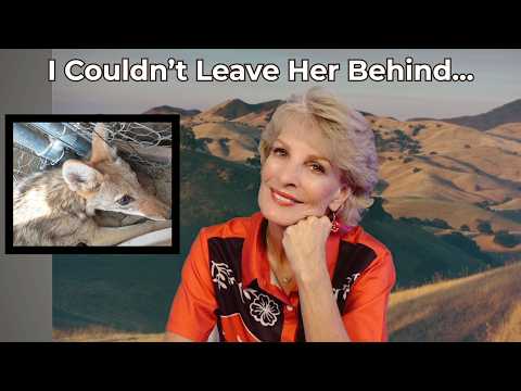 I Rescued an Injured Coyote | The Story of Flower & George Clooney