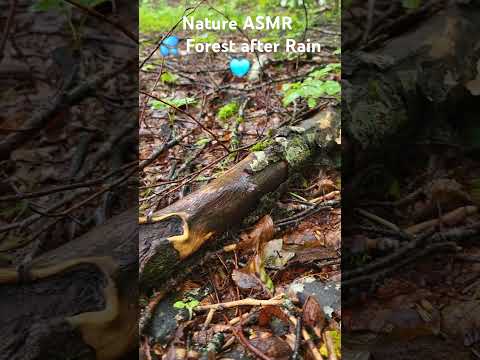 Forest after rain #chill #relax #rainSounds #natureasmr #naturelovers #naturesounds #meditation