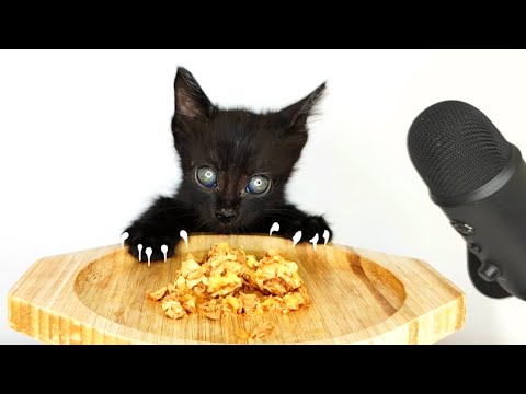 Kitten Eating Wet Food ASMR