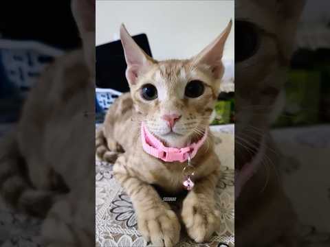 Best friend Simba 😘😍🐈 #shorts #cat #kitten #funnycats #cute