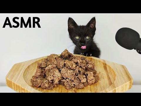 Black Kitten Eating Beef ASMR