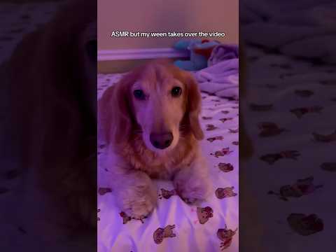 Love playing with my ween❤️ #asmr #lofiasmr #pov #asmrlofi #dog