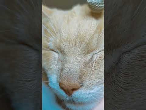 asmr on my kitty 💗💗💗 #asmr #asmrvideo #tingles #youtubeshorts #satisfying