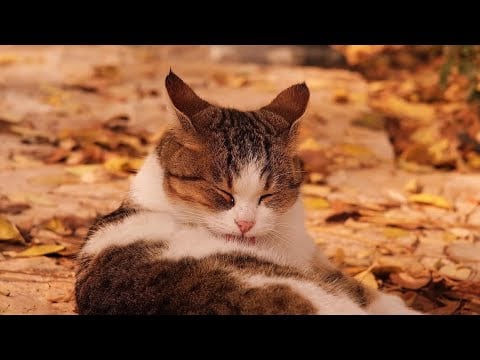 Autumn Afternoon Ambience 🍂 8 Hours of Falling Leaves & Gentle Breeze ✨
