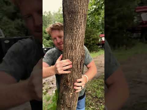 ASMR Tree Massage in the Rain #asmr