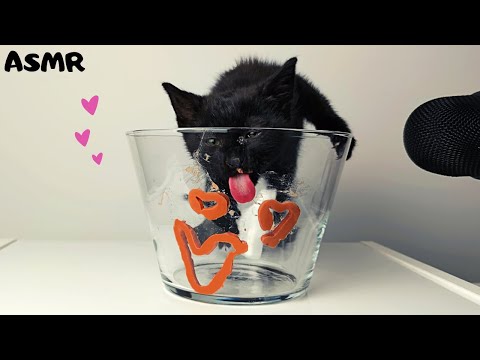 Kitten eating Creamy Treats ASMR