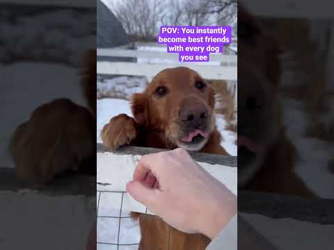 POV: You become best friends with someone else’s dogs #shorts #pets