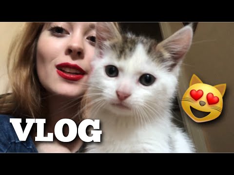 VLOG: MES CHATONS !