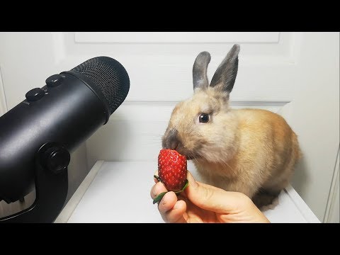 Rabbit eating Strawberry ASMR